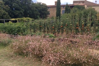 Le coin des tomates