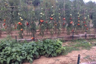 Une dizaine de variétés de tomates anciennes