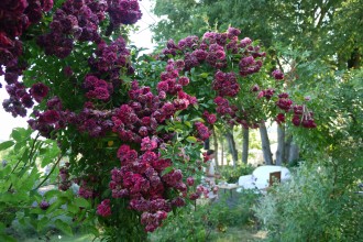 petites roses anciennes